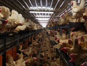 屏幕截图 2026 01 15 201308 300x227 中国首个福利养殖专业委员会在上海揭牌，助力蛋鸡产业非笼养转型