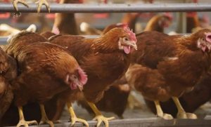 屏幕截图 2026 01 15 201054 300x181 京东超市发布非笼养鸡蛋准入标准，将启动非笼养鸡蛋品类销售