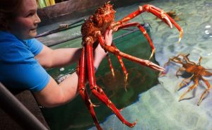 屏幕截图 2025 12 25 210859 300x184 虾蟹的沉默呼喊：科学重新定义“痛觉”，全球海鲜产业面临伦理风暴