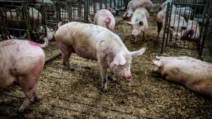 Bloomberg pigs UK 300x169 欧盟动物福利立法升级——96%公众支持进口产品等同标准