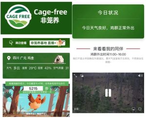 屏幕截图 2026 05 30 205303 300x246 叮咚买菜主推非笼养鸡蛋：即时零售平台的动物福利实践