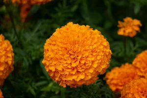 金盏花蛋白登上《ACS Food Science & Technology》:一种被丢弃的花,正在成为植物肉的下一个突破口 aravind reddy tarugu marigold 300x200 金盏花蛋白登上《ACS Food Science & Technology》:一种被丢弃的花,正在成为植物肉的下一个突破口