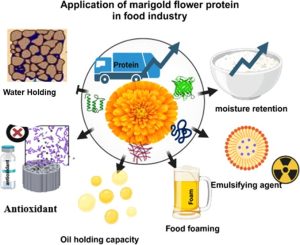 金盏花蛋白登上《ACS Food Science & Technology》:一种被丢弃的花,正在成为植物肉的下一个突破口 photo 85659 300x245 金盏花蛋白登上《ACS Food Science & Technology》:一种被丢弃的花,正在成为植物肉的下一个突破口