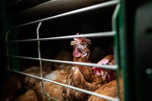 Animals 300x200 年采购1亿枚鸡蛋！亚洲最大乳品企业日本明治宣布2030年非笼养目标